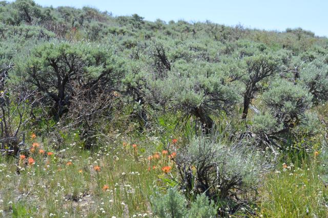 An area of diverse sagebrush with sage of varying heights and understory with native grasses and forbs