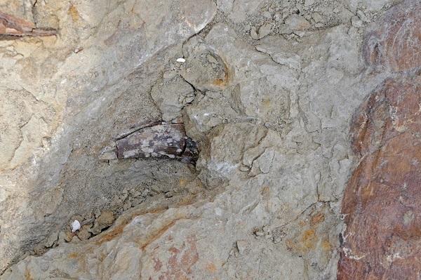 Detail of the newly exposed jaw showing a 2-inch-long and 3/4-inch-wide tyrannosaur tooth.