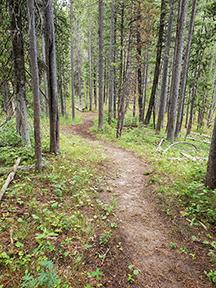 walking path between tall trees