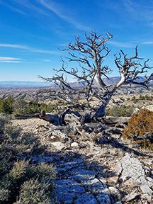 gnarled tree dusted in snow