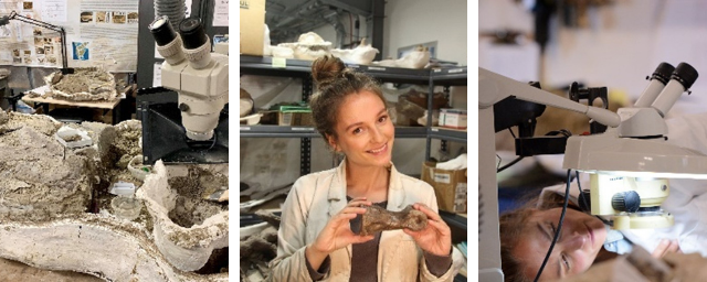  Fossils and equipment on a table in the Grand Staircase-Escalante National Monument Paleontology lab.   A woman holds a fossil and is standing in front of shelves with artifacts and boxes.    A woman examines equipment at the Grand Staircase-Escalante National Monument Paleontology lab. 