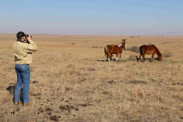 Man observing horses in distance. 