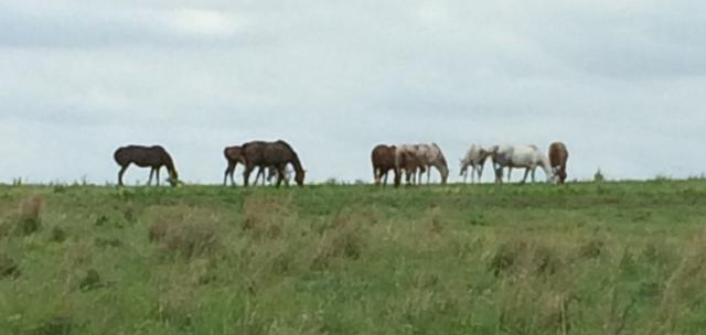 Horses grazing on a hill. 