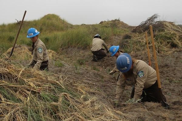 A crew is pulling weeds. 