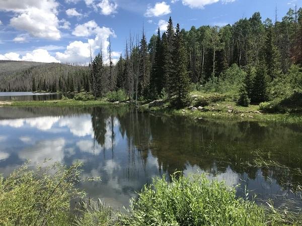 Shaw Reservoir- Body of water surrounded by tall trees