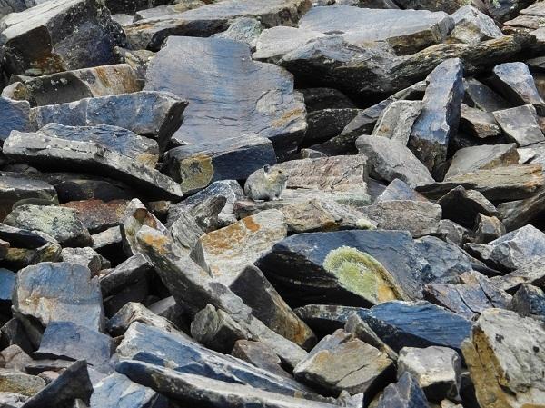 Pika in the rock fields