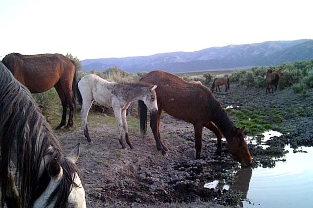 Trail camera photo of horses in Little Fish Lake HMA.