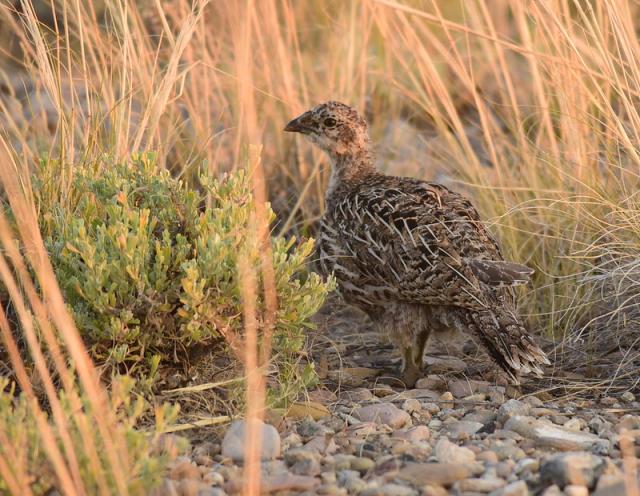 A young sage-grouse in mixed sage-steppe vegetation