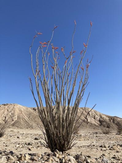 Bush in bloom: Fouquieria splendens, Ocotillo.