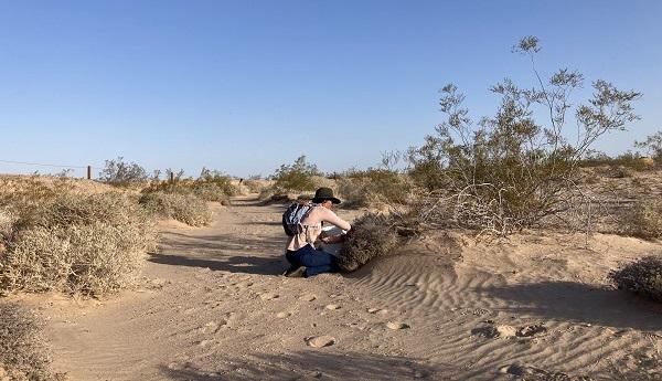 Maya Canapary crouching down next to a Creosote bush.