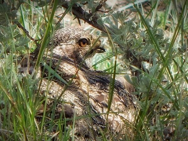 A sage-grouse sitting down in the brush