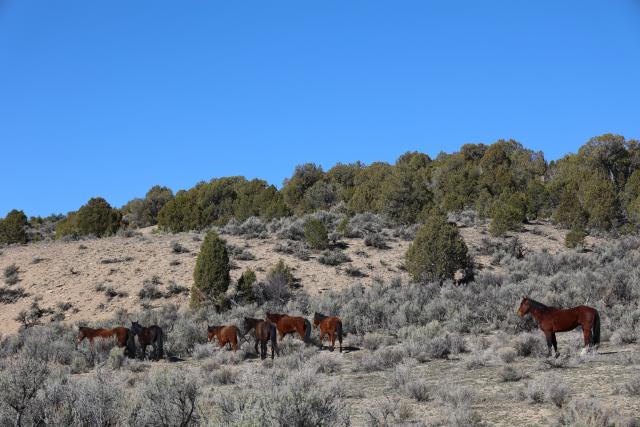 The White River Field Office will begin conducting gather operations to capture wild horses in the Piceance-East Douglas Herd Management Area beginning June 16 in an effort to reduce the population of wild horses to the appropriate management level to protect the health of the herd and the range. 