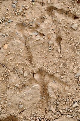 Sage-grouse tracks in mud - USFWS Tom Koerner