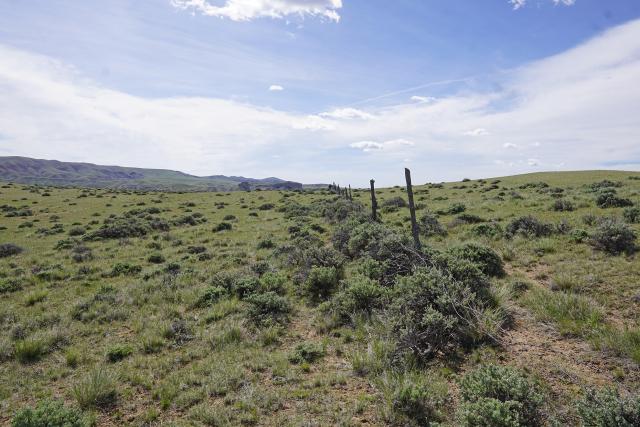 grassy landscape with a line of fence posts