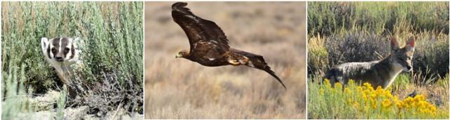 A badger, a golden eagle and a coyote