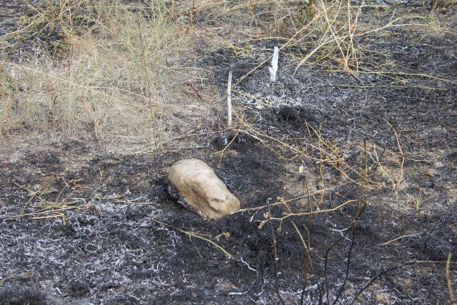 Rock in burnt area with burnt paper underneath it. 