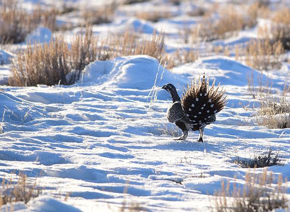 A greater sage-grouse walks over snow with its tail feathers fanned.