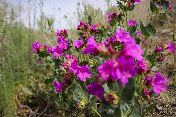 MacFarlane's four o'clock (A plant with vibrant purple flowers) in the ground