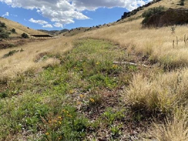 Wildflowers packed in with mulch blanket and surrounded by brown grass