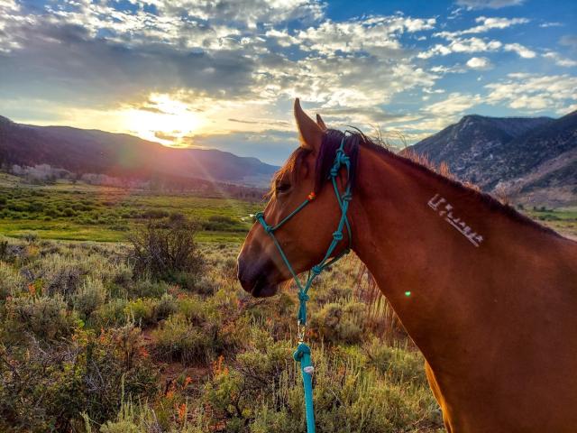 A wild horse with a freeze mark and halter. 