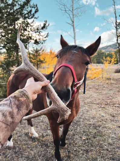 A horse and elk shed. 