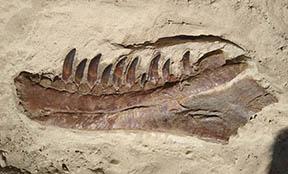 Lower jaw of a dinosaur fossilized in rock