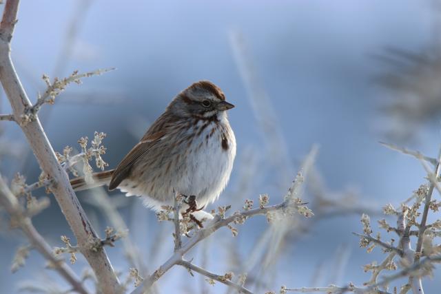 Song Sparrow sitting on a branch in the winter