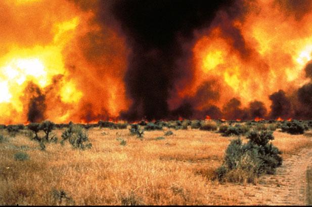 Cheatgrass and sagebrush burn to produce smoke of two different colors