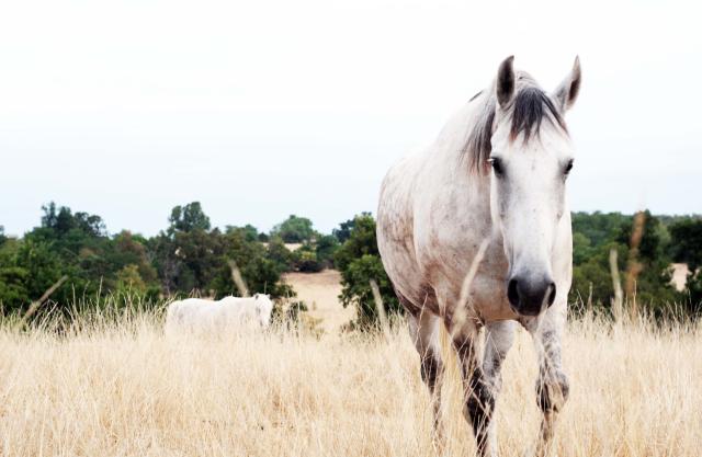 A horse standing in a field. 