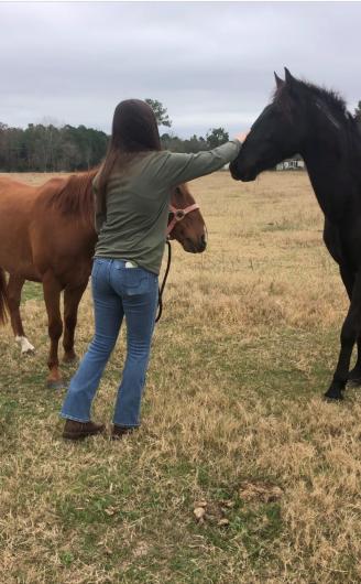 Woman petting nose of horse with other horse in background in a  field. 