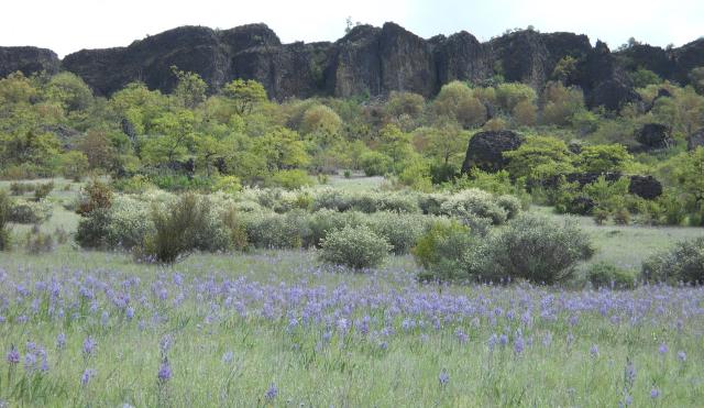 Table Rocks cliffs with Camas in bloom below