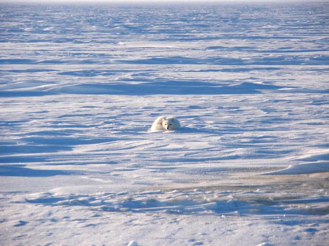 A small white fox blends in with the windswept white snow of the tundra in winter