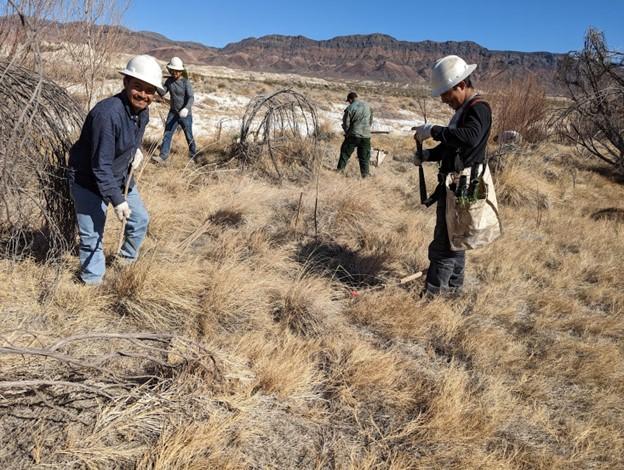 Partners removing tamarisk and planting native trees.