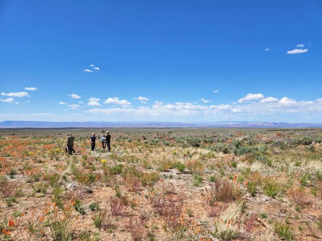 Re-seeding native grasses north of the Grand Canyon