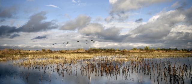 Duck fly over a wetland