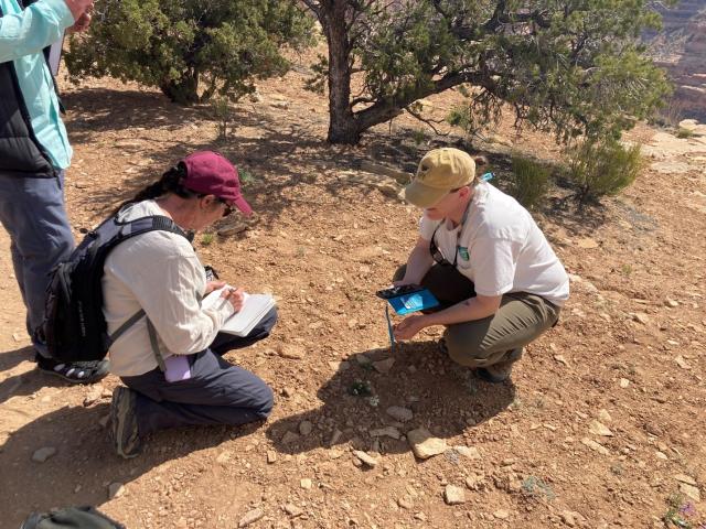 Botanists looking at plants in Price Field Office area.