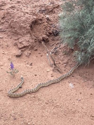 Snake slithering in dirt.