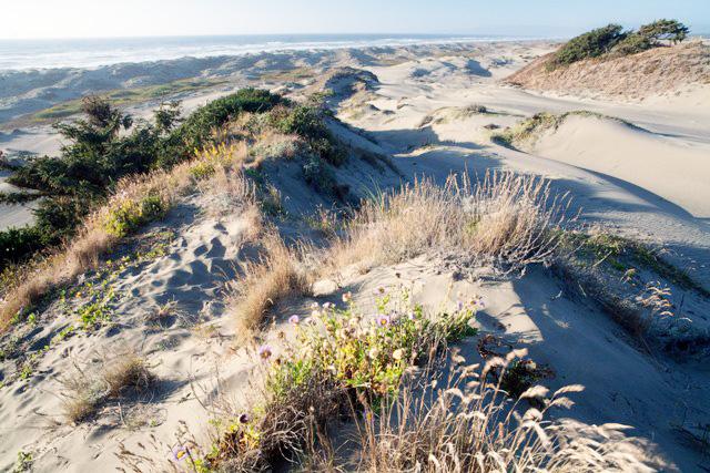 Rolling Dunes covered in flowers.