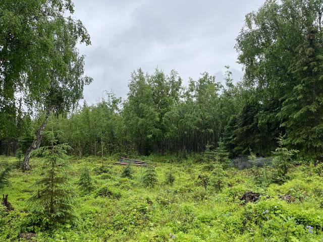 Aspens grew within a wildlife exclosure near a fire break. 