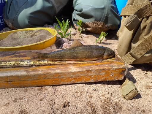 large fish next to a ruler resting on a block of wood