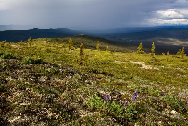 Purple lupine wildflowers bloom near treeline. Spruce forests fill the valley below. Dark, grey rain clouds fill the sky and shower the hillsides in the distance.  