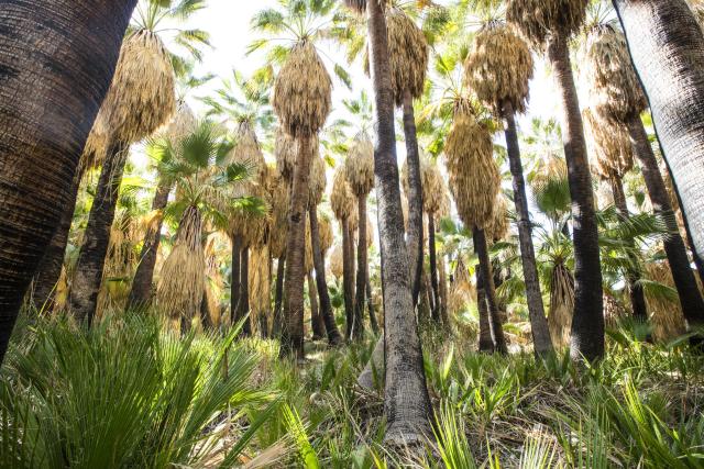 Tall palm trees tower over an oasis.