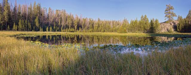 Pond with tall grass surrounding perimeter and a few lily pads floating on the surface