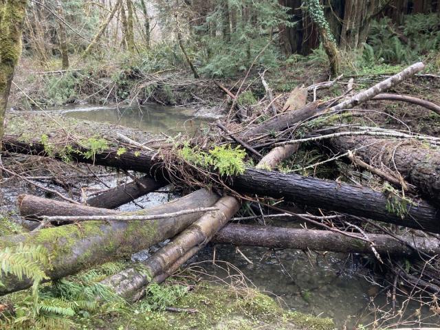 Timber laid across a river