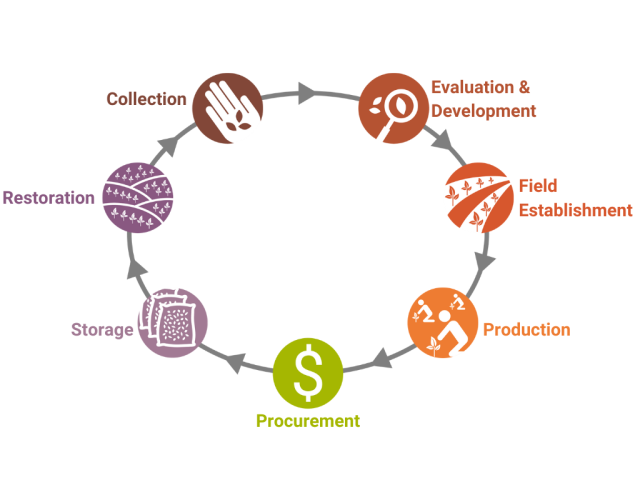 seven circles each a different color form a circle that has arrows from each circle to the next. Within the circles are symbols to represent different parts of the native plant materials development process; collection to restoration.