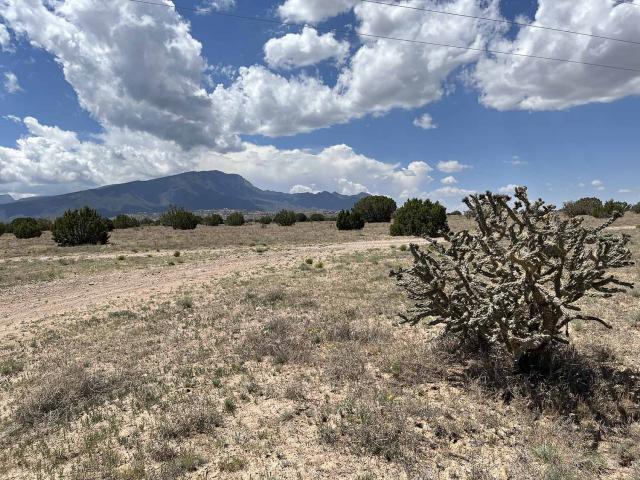 A blue New Mexico sky over Placitas with a Cholla cactus in the foreground.