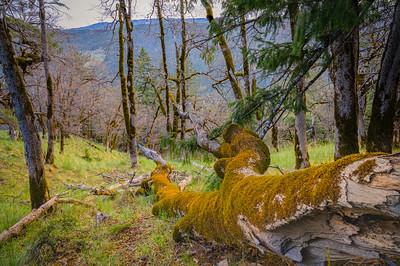 Moss grows on trees in a wet forest