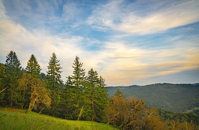 Tall trees under a cloudy sky