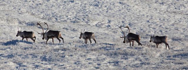 a group of 5 caribou walk in a line across the treeless hillside after an early snowfall. 