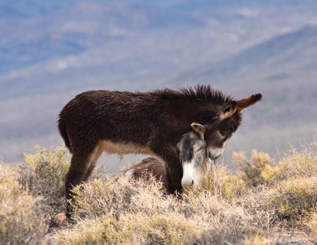 Two burros on the range.